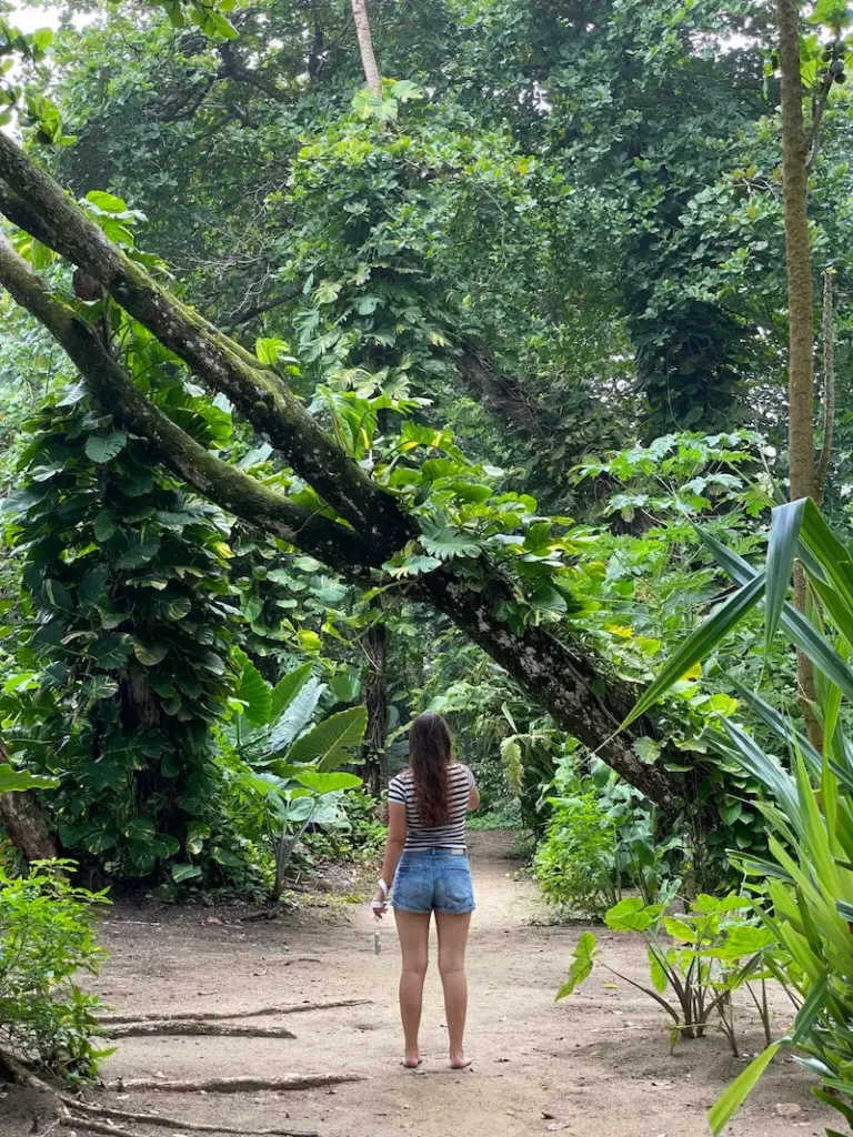 Naturweg im Urwald als Symbol für innere Reise und persönliche Entwicklung