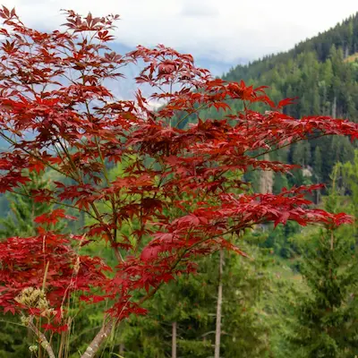 Roter Baum im Herbst