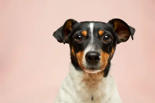 Begleitung für Tiere mit intelligenten Molekülen