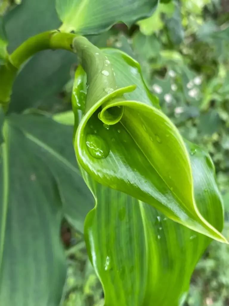 Pflanze als Sinnbild für Achtsamkeit, Körperwahrnehmung und natürliche Balance