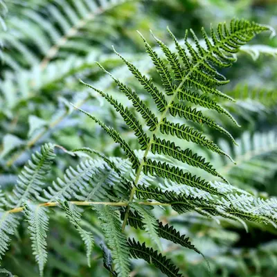 Grünes Farnblatt in der Natur
